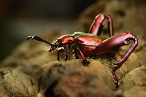 Saga: Frog-Legged Leaf Beetle