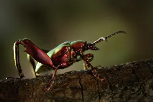 Saga: Frog-Legged Leaf Beetle