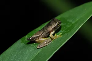 Froglet: Frog metamorphosis