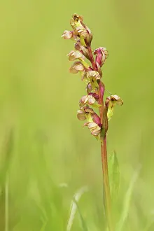Stekenjokk: Frog Orchid