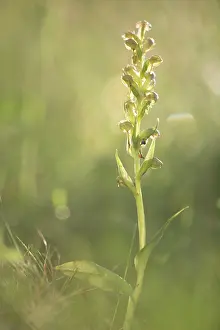 Orchid: Frog Orchid