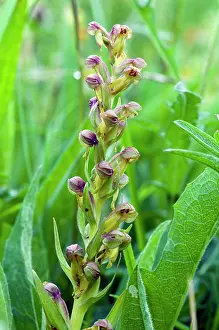 Dactylorhiza: Frog orchid - close up of flower