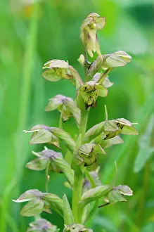 Dactylorhiza: Frog orchid - close up of flower