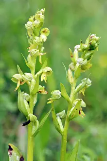Dactylorhiza: Frog orchid - two flower spikes