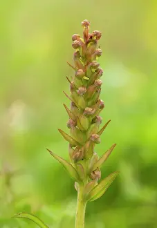 Machair: Frog Orchid in the machair July