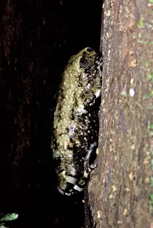 Filipino: Frog on Panay Island