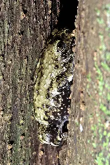 Filipino: Frog on Panay Island