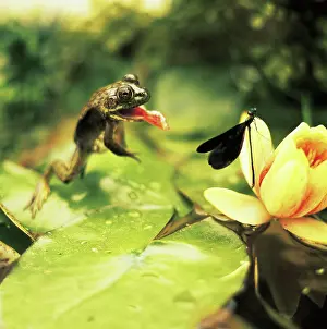 Damsel: Frog Preying On Damselfly