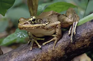 Viet: Frog (Rana sp.)