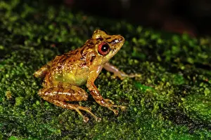 Choco: frog, San Cipriano, Choco, Colombia frog, San Cipriano