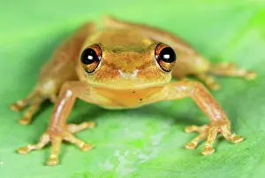 Scinax: Frog