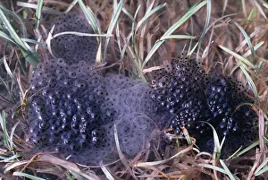 Cycles: Frog Spawn - freshly laid in pond