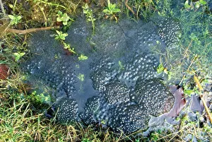 Clusters: Frog Spawn - in garden pond