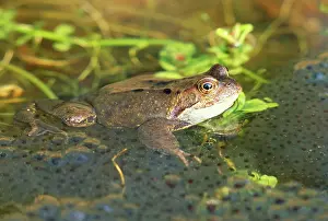 Frogspawn: Frog - with spawn in garden pond