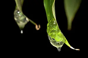 Lurch: Frog spawn of a tree frog hanging on leaves over the water