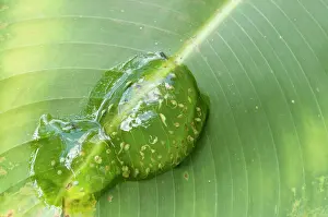 Lurch: Frog spawn of a tree frog on a leaf