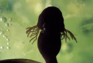 Feathery: Frog Tadpole - showing feathery external gills