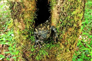 Grandis: Frog - in a tree hole