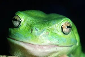 Mouths: FROG - WhiteIs / Green / Dumpy TREEFROG
