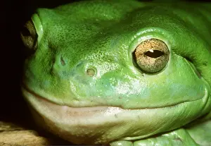 Treefrog: FROG - White's / Green / Dumpy TREEFROG - close-up head