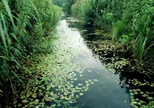 Bits: FROGBIT - in ditch