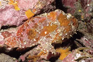 Auscape International: Frogfish
