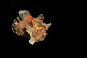 Antennariidae: Frogfish