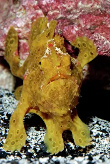 Frogfishes: Frogfish / Angler Fish - Indo Pacific reefs
