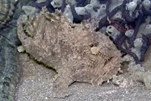 Note: Frogfish - (note the worm like lure above the mouth)