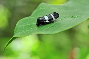Cercopidae: Froghopper