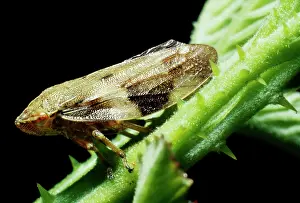 Froghoppers: Froghopper - On Bramble