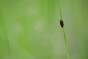 Franche: Froghopper (Cercopis vulnerata) - Bourgogne - France