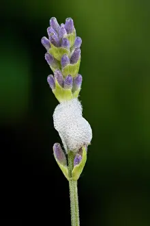Froghoppers: Froghopper / Meadow Spittlebug - with foam on Lavender