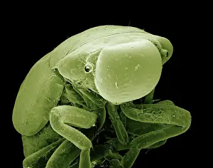 Nymphs: Froghopper (nymph)