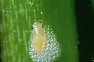 Froghoppers: Froghopper Nymph / Cuckoo-spit Insect
