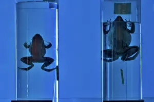 Preserved: Frogs in Blue Light