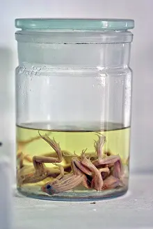 Preserved: Frogs in Fluid