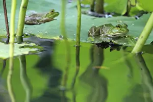 Pads: Frogs on Lily Pads