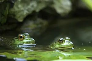 Pads: Frogs on Lily Pads