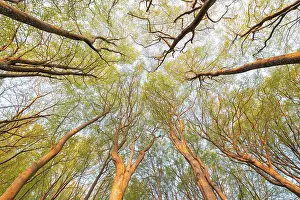 Treetops: Frog's perspective, view into the treetops, Common
