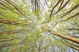 Treetops: Frog's perspective, view into the treetops, Common