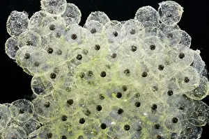 35mm: Frogspawn of common frog - 0.5 x at 35mm