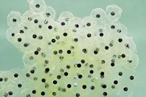 35mm: Frogspawn of common frog - 0.5 x at 35mm