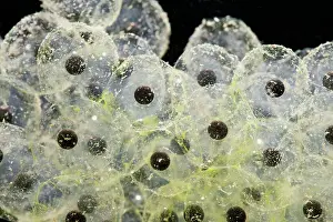 35mm: Frogspawn of common frog - 1 x at 35mm