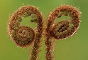 Opening: Fronds of Soft shield fern, Polystichum setiferum