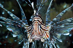 Baitfish: Frontal close-up of poisonous scorpionfish