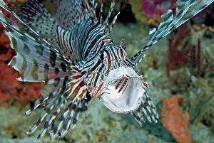 Caranx: Frontal close-up of poisonous scorpionfish