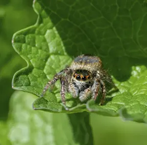 Leaping: Frontal closeup shot of a jumping spider on a green leaf in sunny ambiance