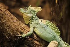 Iguanidae: Frontal lobe basilisk (Basiliscus plumifrons)