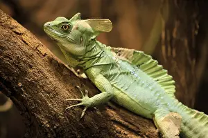 Iguanidae: Frontal lobe basilisk (Basiliscus plumifrons)